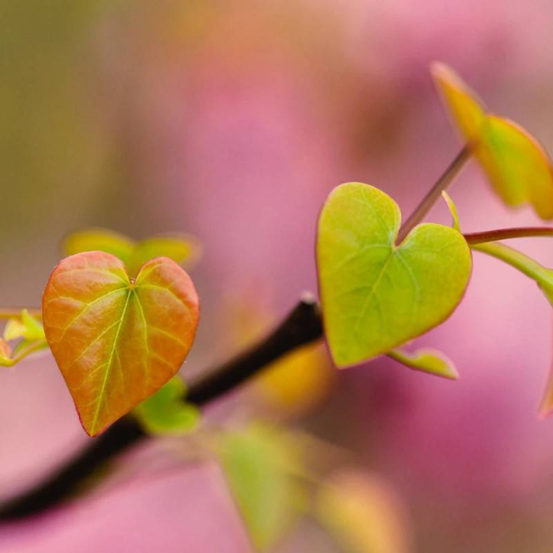 Cercis du Canada The Rising Sun, Arbre de Judée, Gainier du Canada à fleurs Rose - feuillage Caduc - Pot de 15L - Baliveau-  hauteur à maturité De 5,0 - Image 4