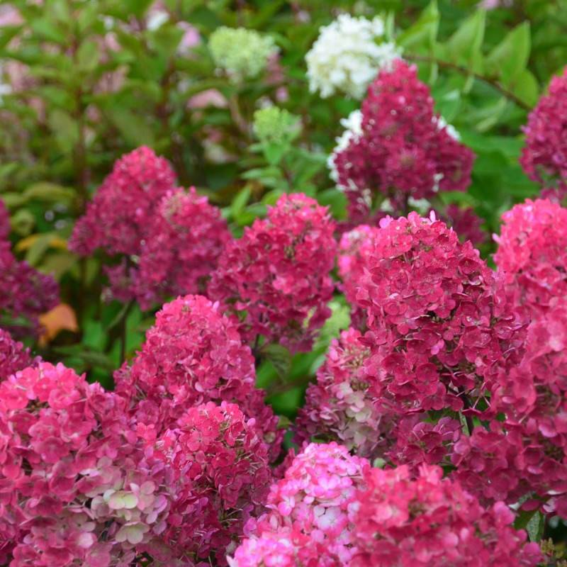 Hortensia paniculata Framboisine ® 'Rensam', Hydrangea paniculata à fleurs Rose - feuillage Caduc - Godet - 5/20 cm-  hauteur à maturité De 1,00 m à 1 - Image 3
