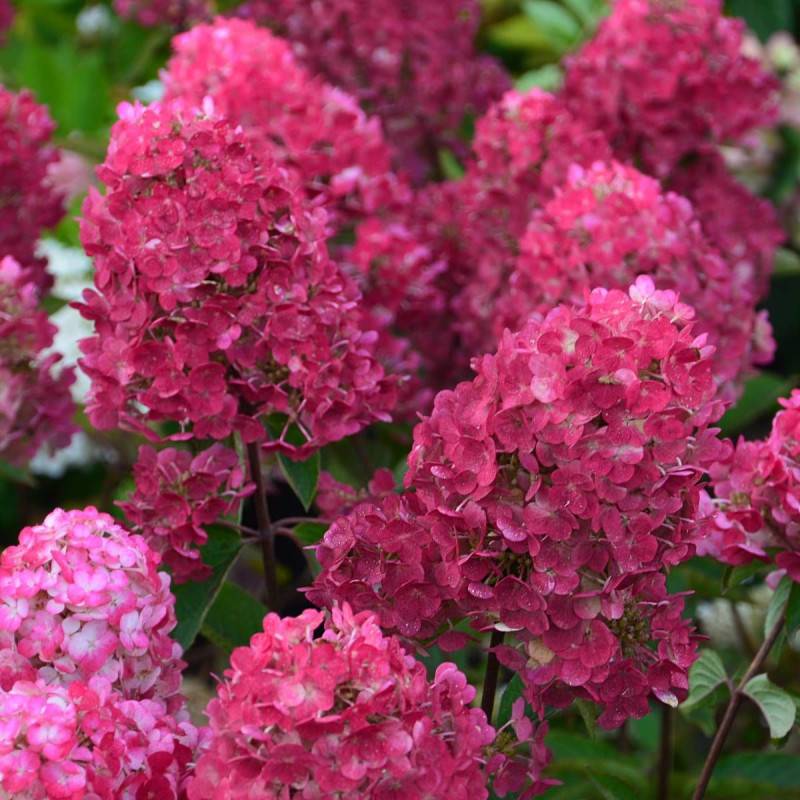 Hortensia paniculata Framboisine ® 'Rensam', Hydrangea paniculata à fleurs Rose - feuillage Caduc - Godet - 5/20 cm-  hauteur à maturité De 1,00 m à 1 - Image 4