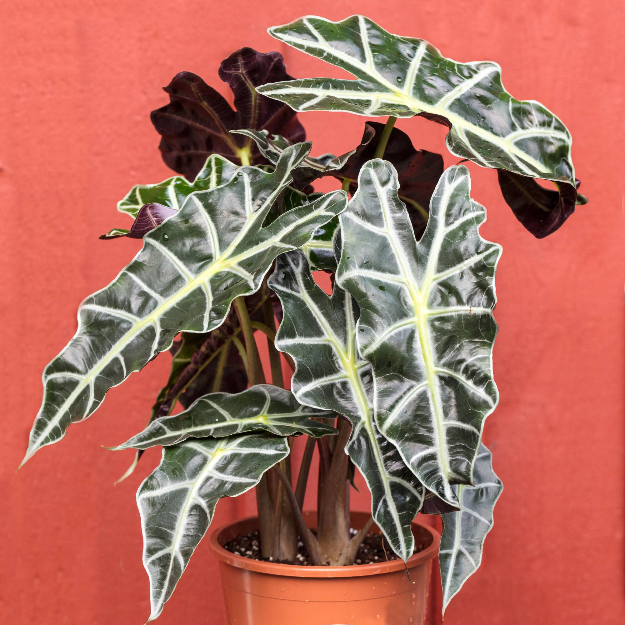 Gardenersdream - Alocasia Polly D’Intérieur En Pot 30-40 Cm Vente De Plantes Tendance Plante Oreille D’Éléphant - GardenersDream - Image 1