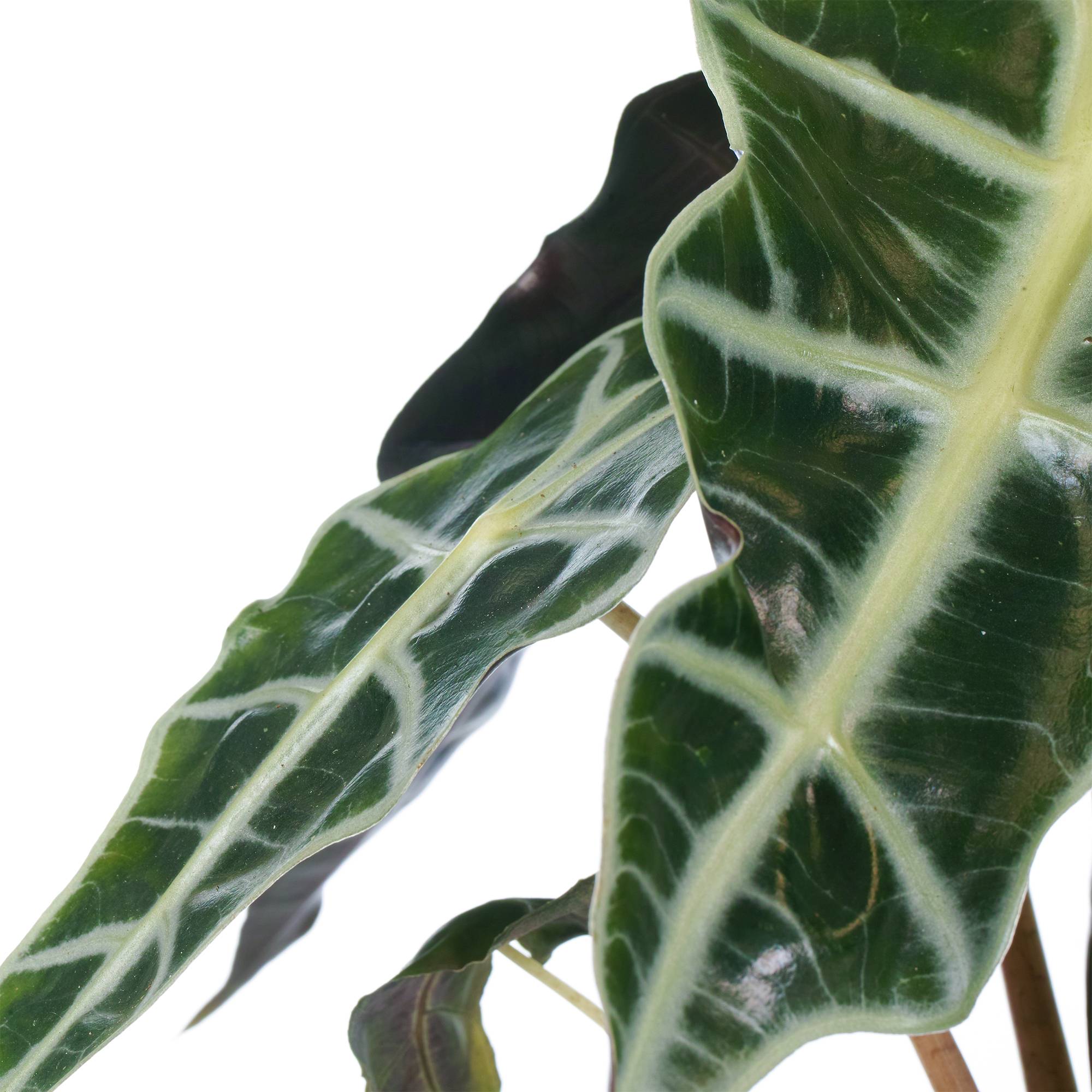 Gardenersdream - Alocasia Polly D’Intérieur En Pot 30-40 Cm Vente De Plantes Tendance Plante Oreille D’Éléphant - GardenersDream - Image 3