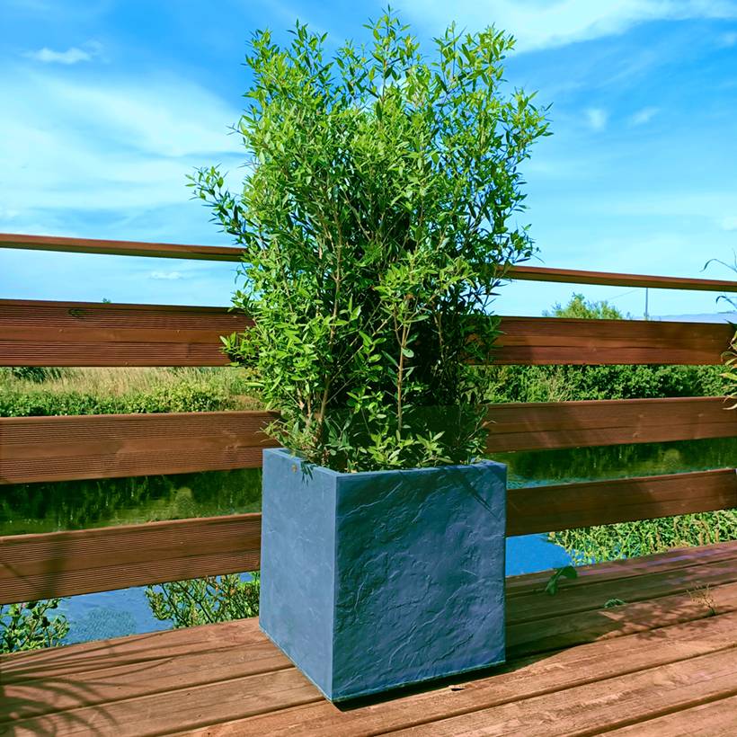 Promesse de Fleurs - Phillyrea angustifolia GreenQuick - Filaire à feuilles étroites Pot de 2L/3L