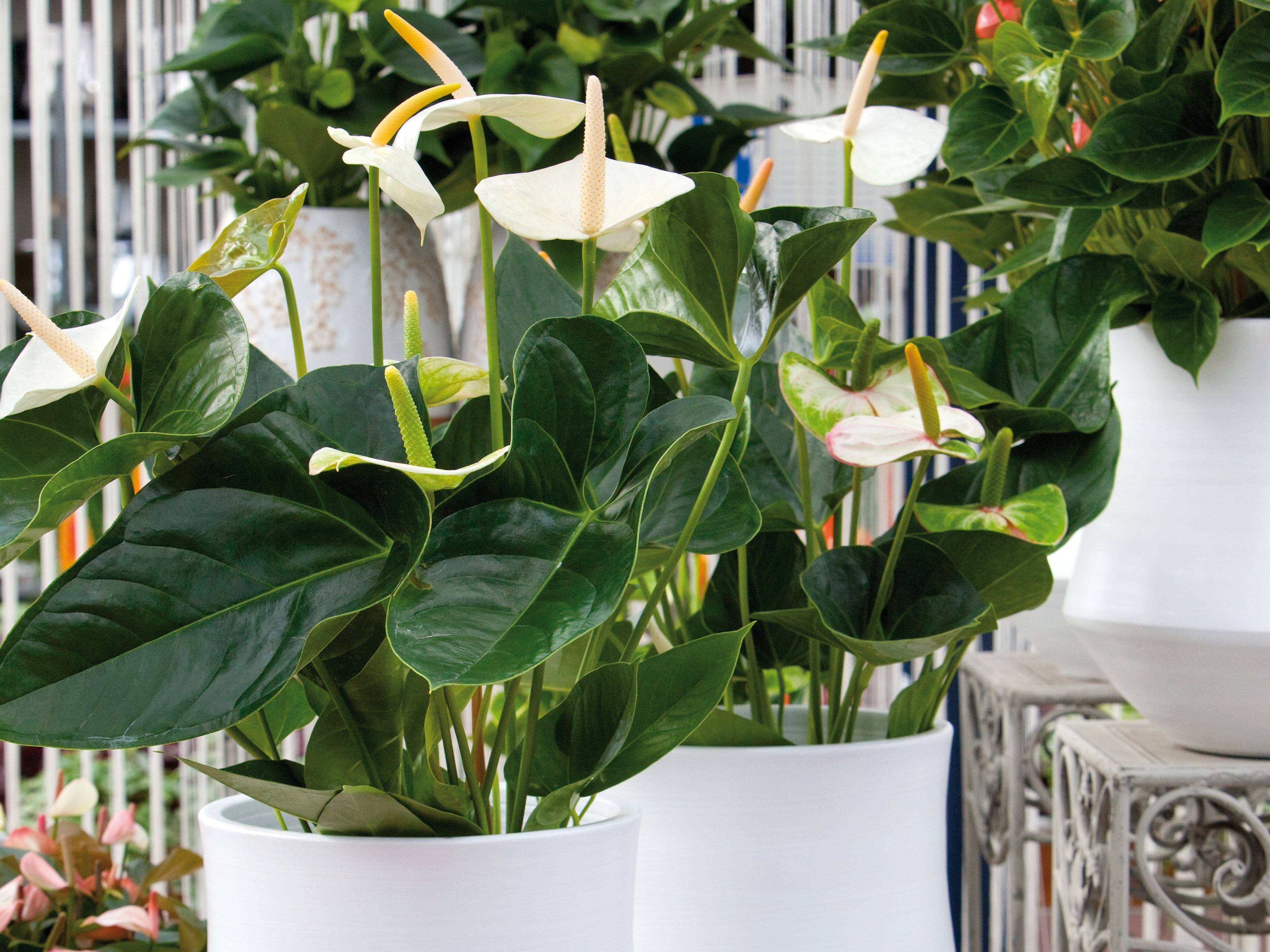 Lot de 2 - Anthurium - Flamant rose - Blanc - Plante d’intérieur - H. 30-40 cm - P. 12 cm - Image 2