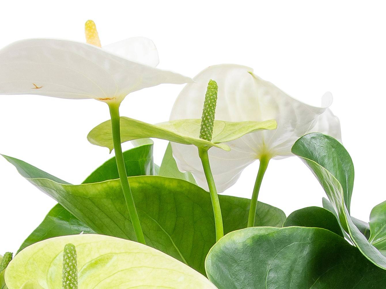 Lot de 2 - Anthurium - Flamant rose - Blanc - Plante d’intérieur - H. 30-40 cm - P. 12 cm - Image 4