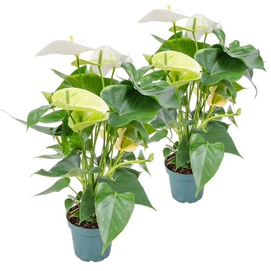 Lot de 2 - Anthurium - Flamant rose - Blanc - Plante d’intérieur - H. 30-40 cm - P. 12 cm - Image 1