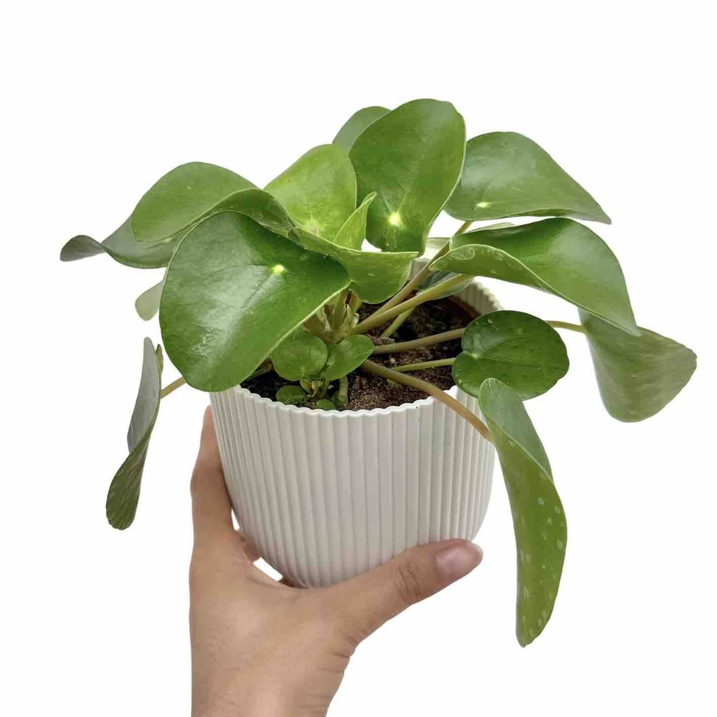 Pilea Peperomioides - Pot de 6cm - Plantes d'intérieur - Image 6
