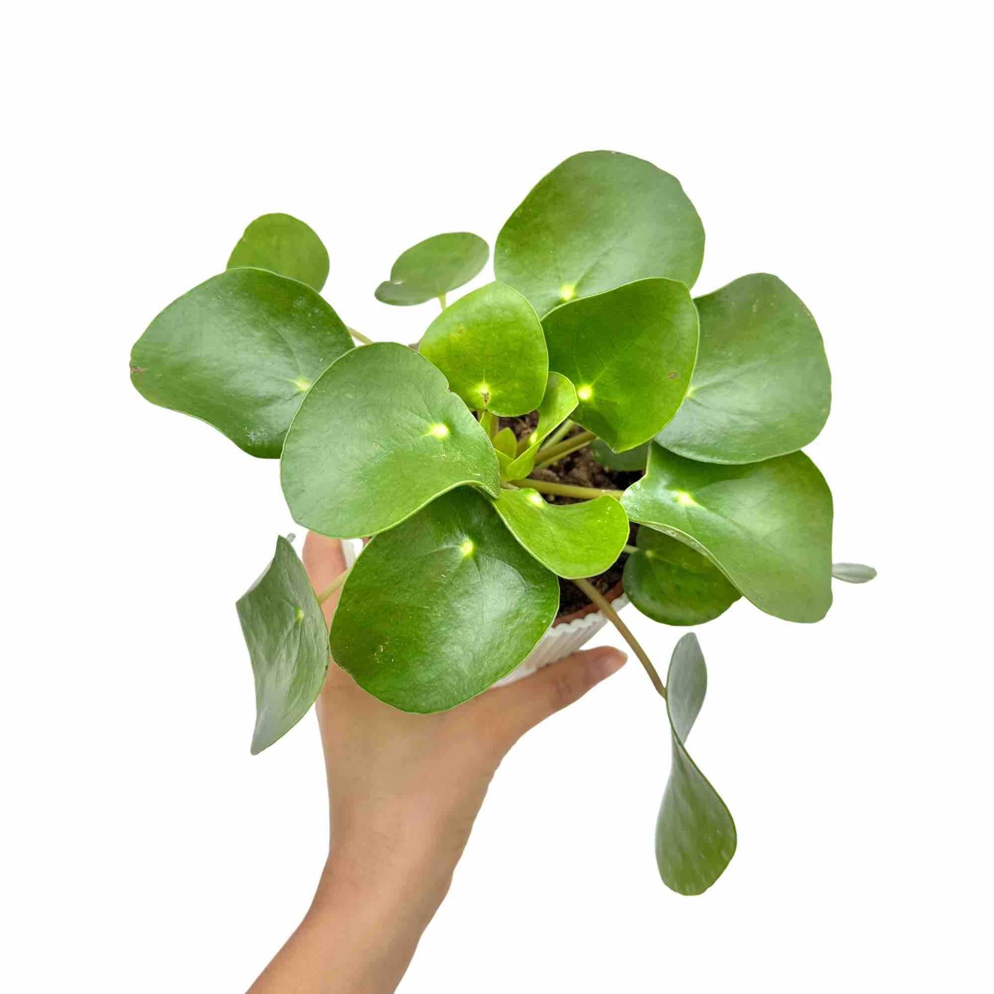 Pilea Peperomioides - Pot de 6cm - Plantes d'intérieur - Image 7