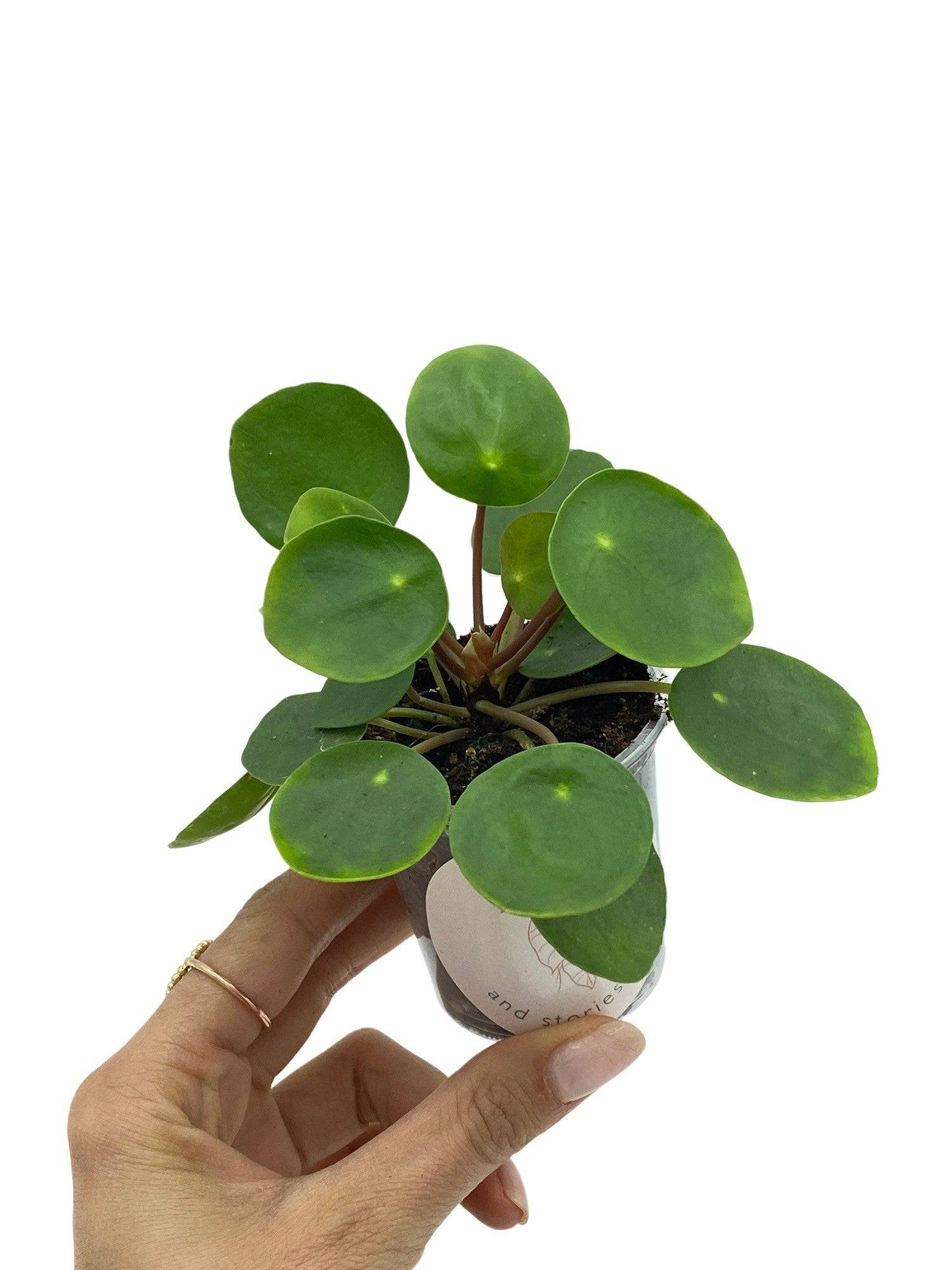 Pilea Peperomioides - Pot de 6cm - Plantes d'intérieur - Image 1