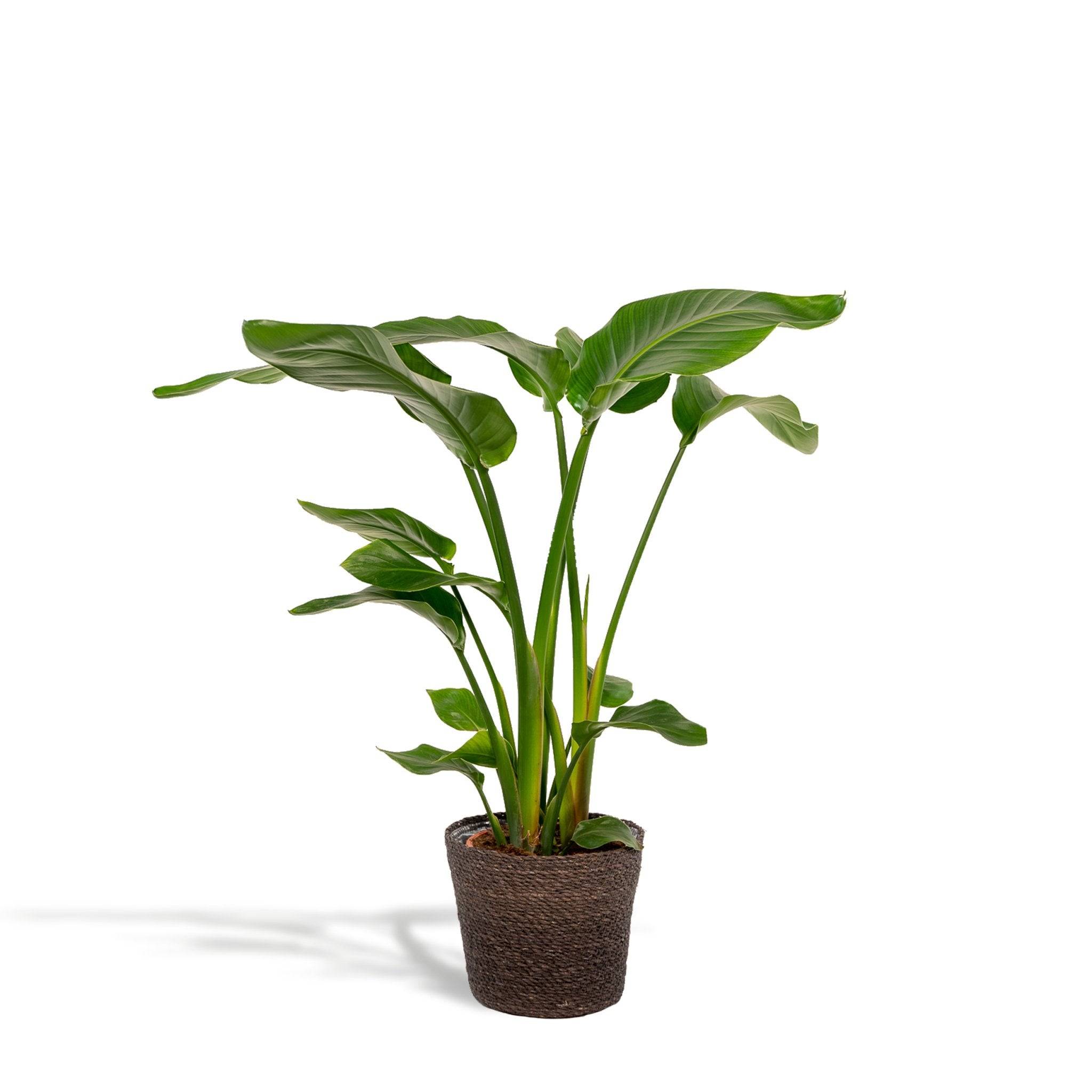 La Green Touch - Strelitzia Nicolai 80cm - Plante d'intérieur- La Green Touch - Image 2