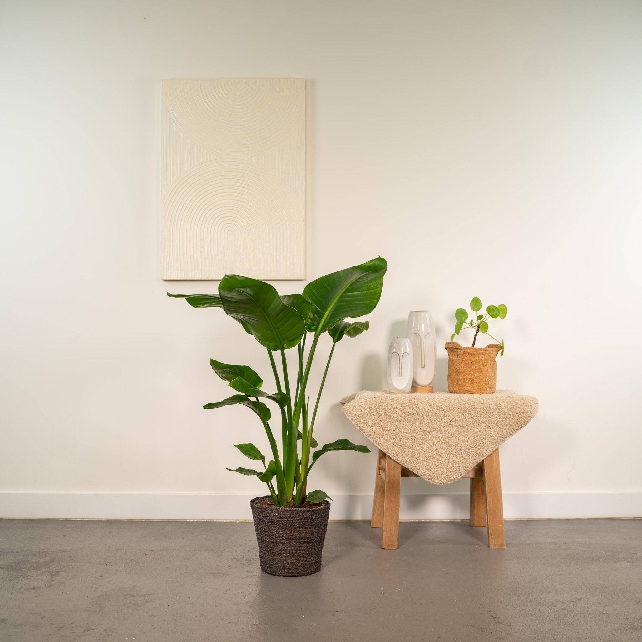 La Green Touch - Strelitzia Nicolai 80cm - Plante d'intérieur- La Green Touch - Image 6