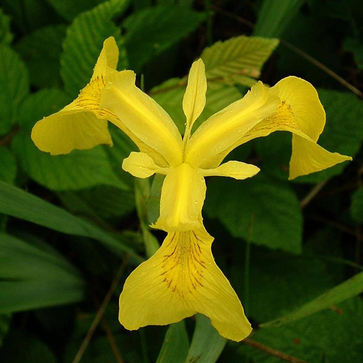 Iris pseudacorus - Iris des marais Godet de 8/9 cm