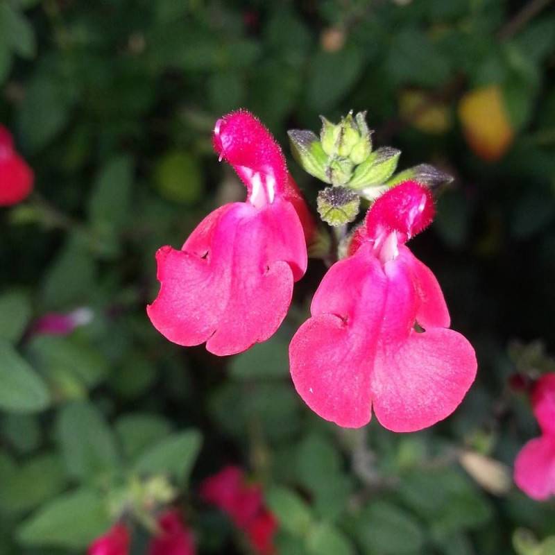 Sauge d'automne Mirage™ Hot Pink à fleurs Rose/ - feuillage Caduc - Pot de 4L - 40/60 cm - Image 1