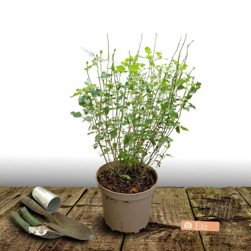Sauge d'automne Mirage™ Hot Pink à fleurs Rose/ - feuillage Caduc - Pot de 4L - 40/60 cm - Image 3