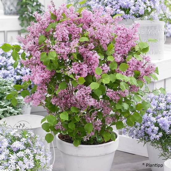 Lilas nain - Syringa meyeri Flowerfesta Pink Pot de 3L/4L - Image 1