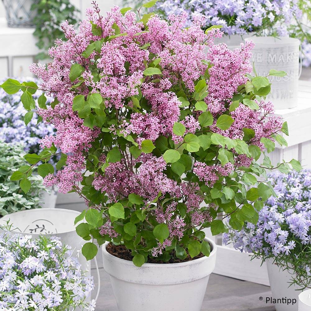 Lilas nain - Syringa meyeri Flowerfesta Pink Pot de 3L/4L - Image 1