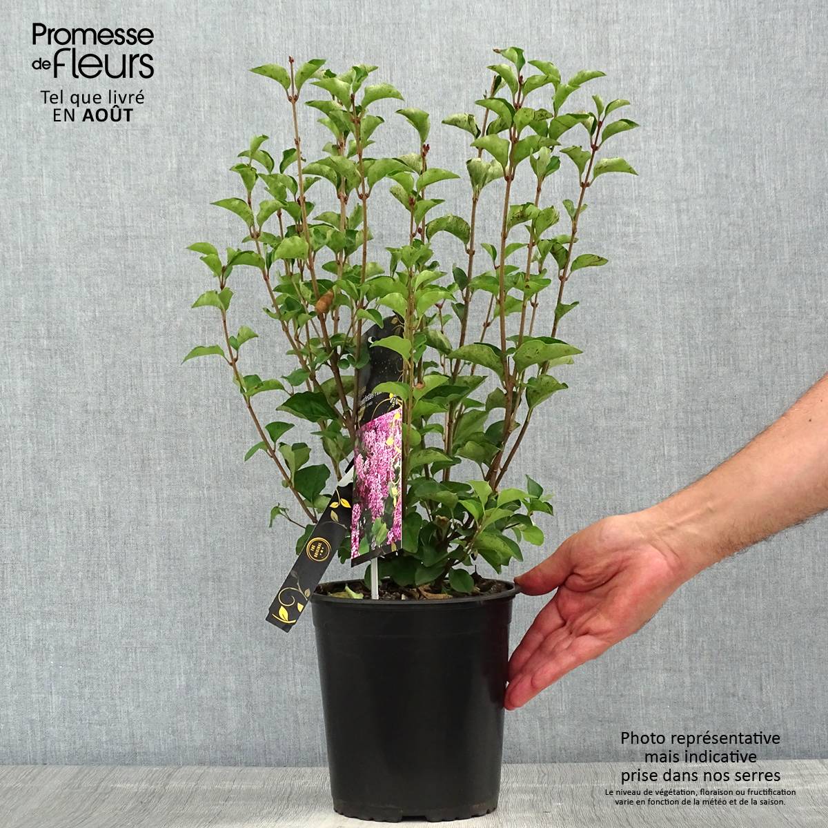 Lilas nain - Syringa meyeri Flowerfesta Pink Pot de 3L/4L - Image 2