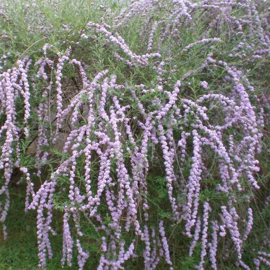 Buddleia alternifolia - Arbre aux papillons Godet de 8/9 cm - Image 1