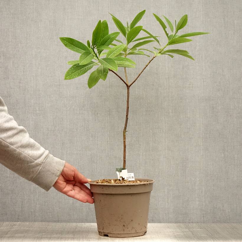 Promesse de Fleurs - Edgeworthia chrysantha Red Dragon Akebono - Arbre à papier Pot de 3L/4L - Image 2