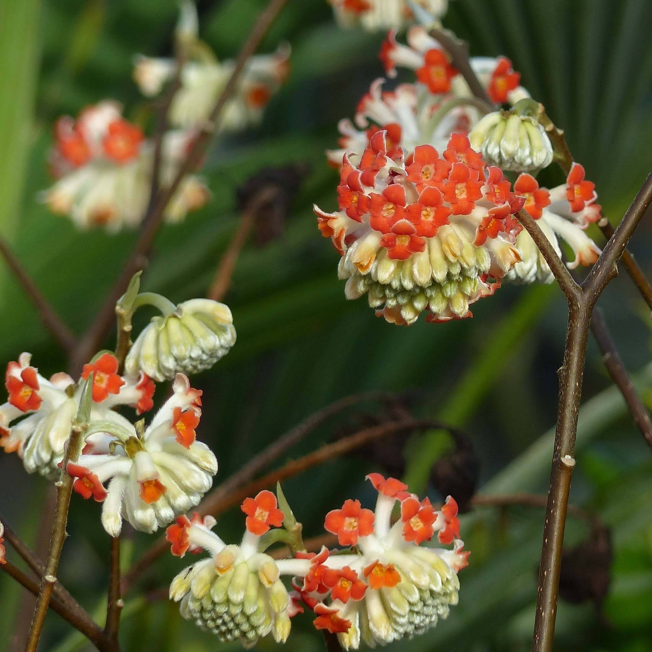 Promesse de Fleurs - Edgeworthia chrysantha Red Dragon Akebono - Arbre à papier Pot de 3L/4L - Image 1