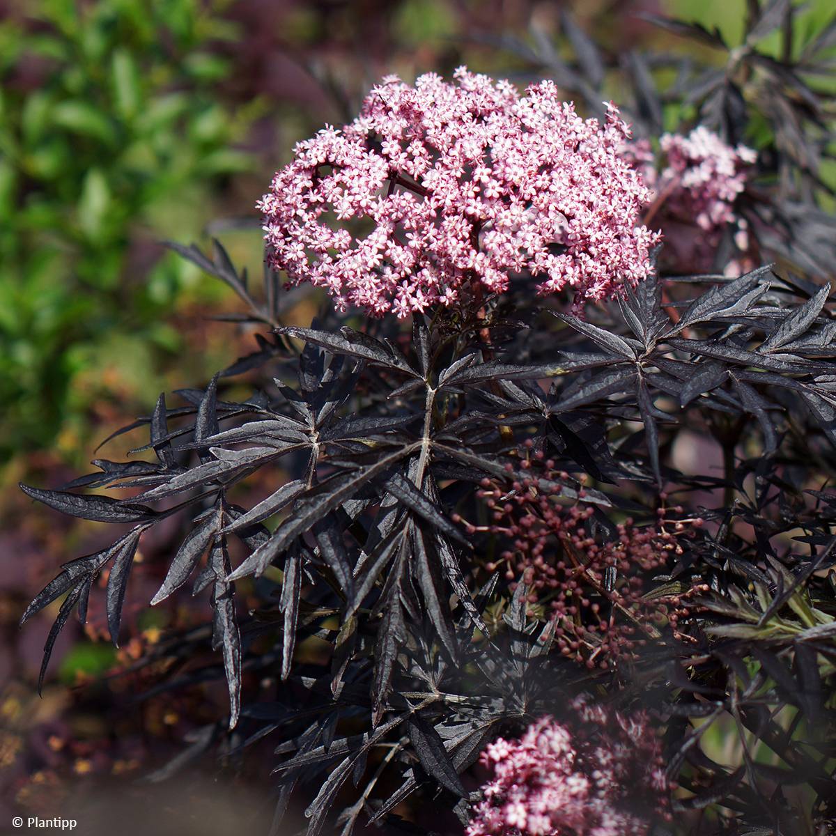 Sureau noir - Sambucus nigra Cherry Lace Pot de 3L/4L