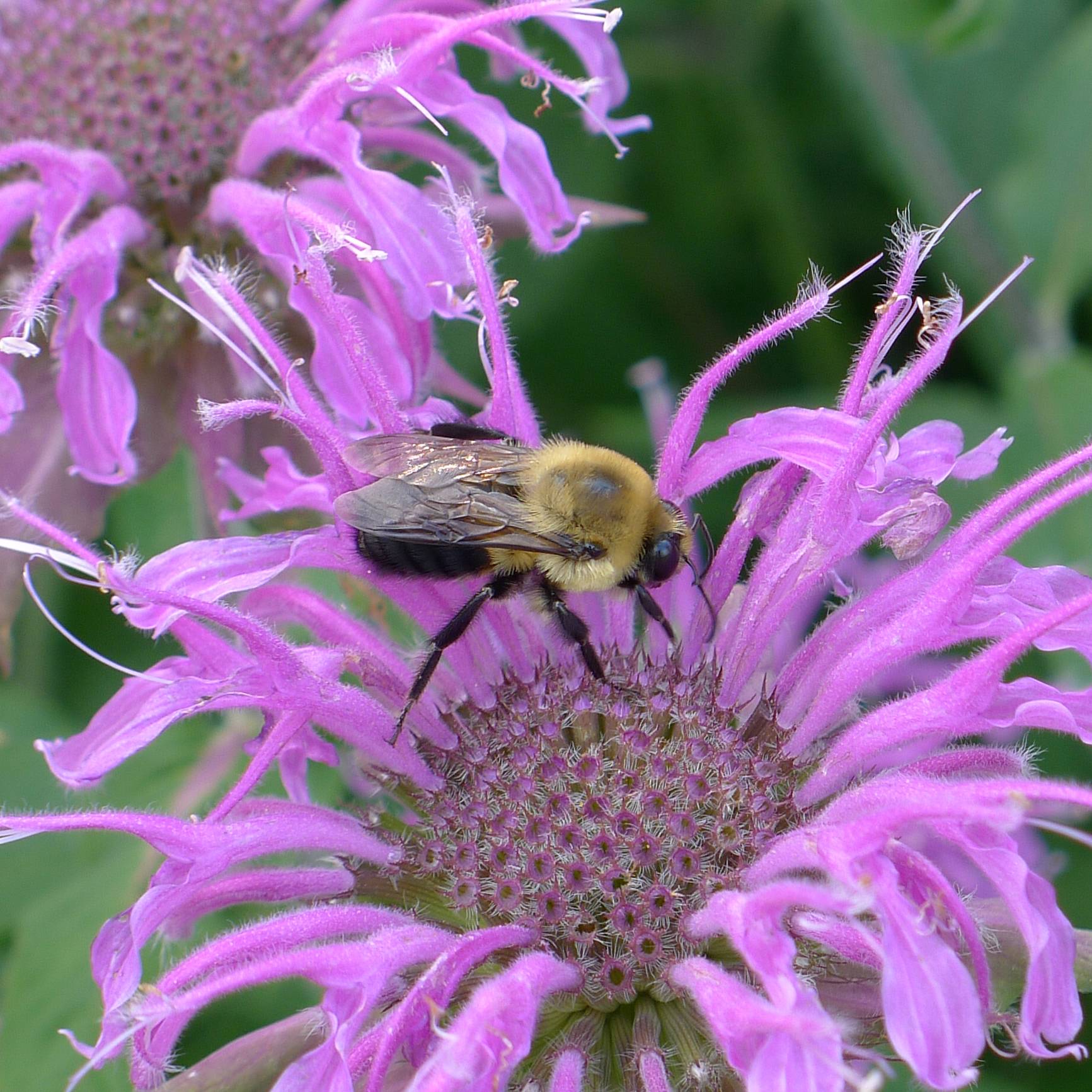 Monarde Blaustrumpf - Bergamote lilas foncé Godet de 8/9 cm