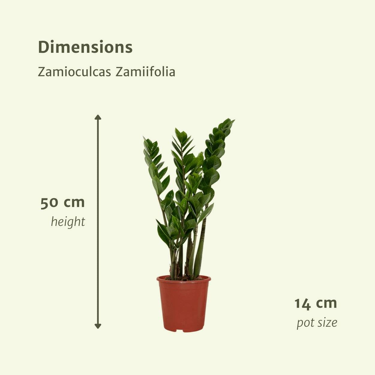Zamioculcas Zamiifolia - H50cm - Image 4