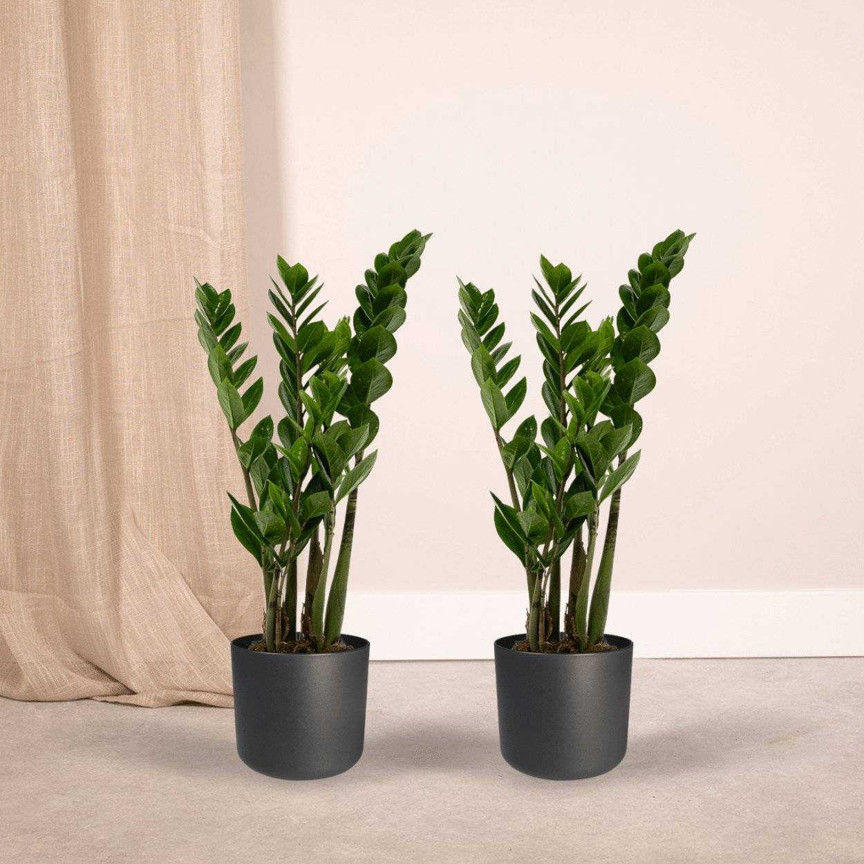 Zamioculcas Zamiifolia - H50cm - Image 2