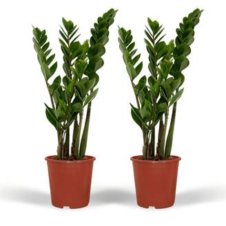 Zamioculcas Zamiifolia - H50cm