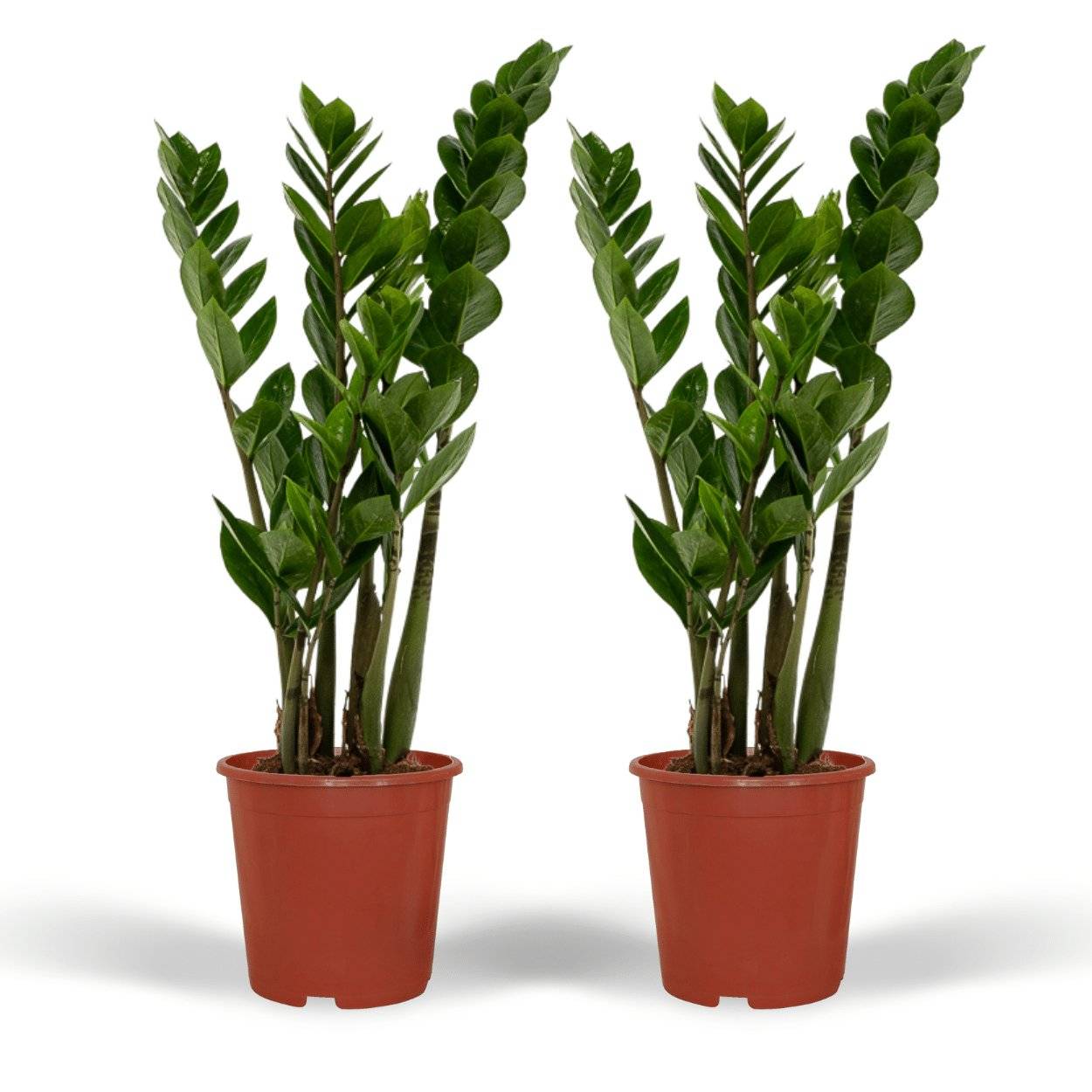 Zamioculcas Zamiifolia - H50cm - Image 1