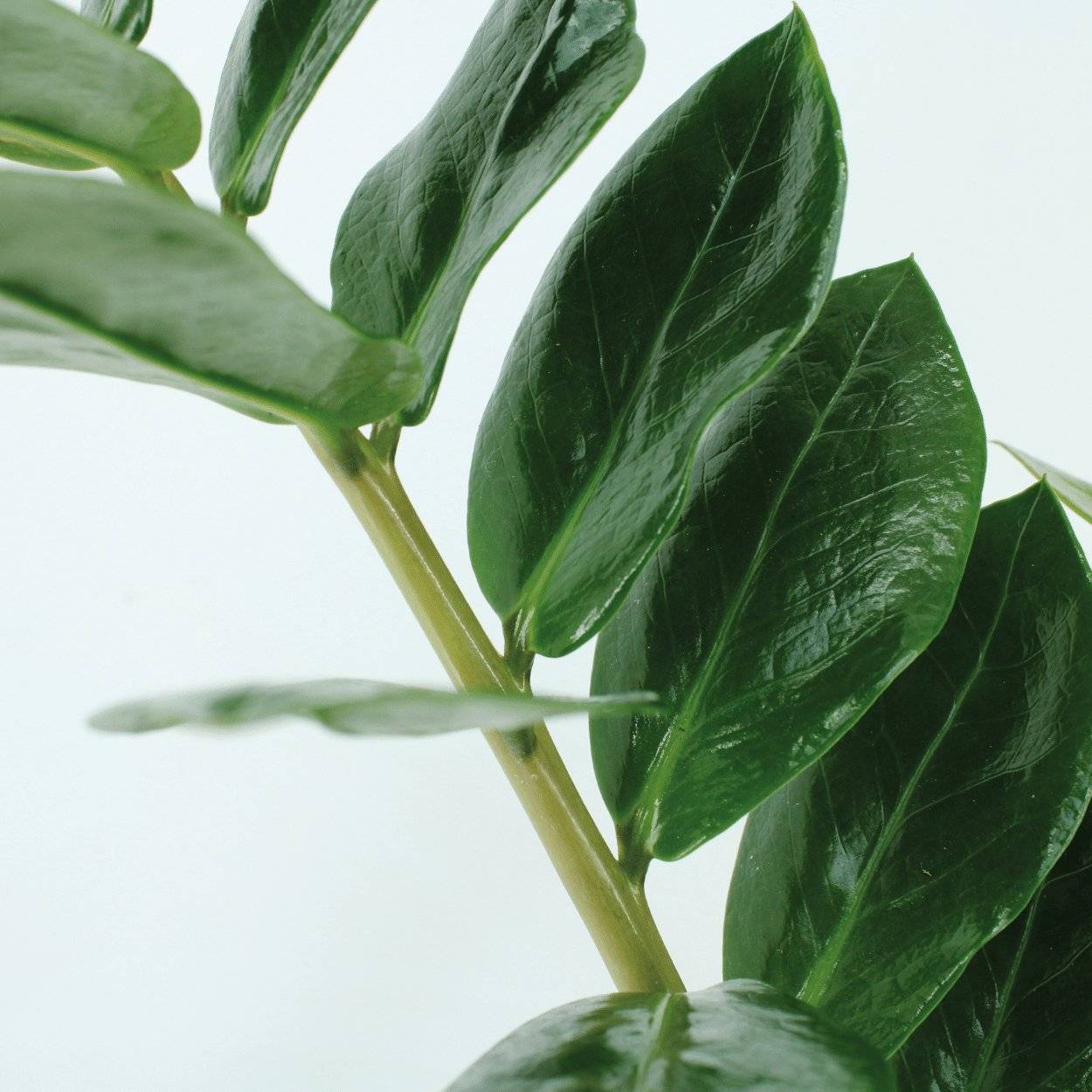 Zamioculcas Zamiifolia - H50cm - Image 3