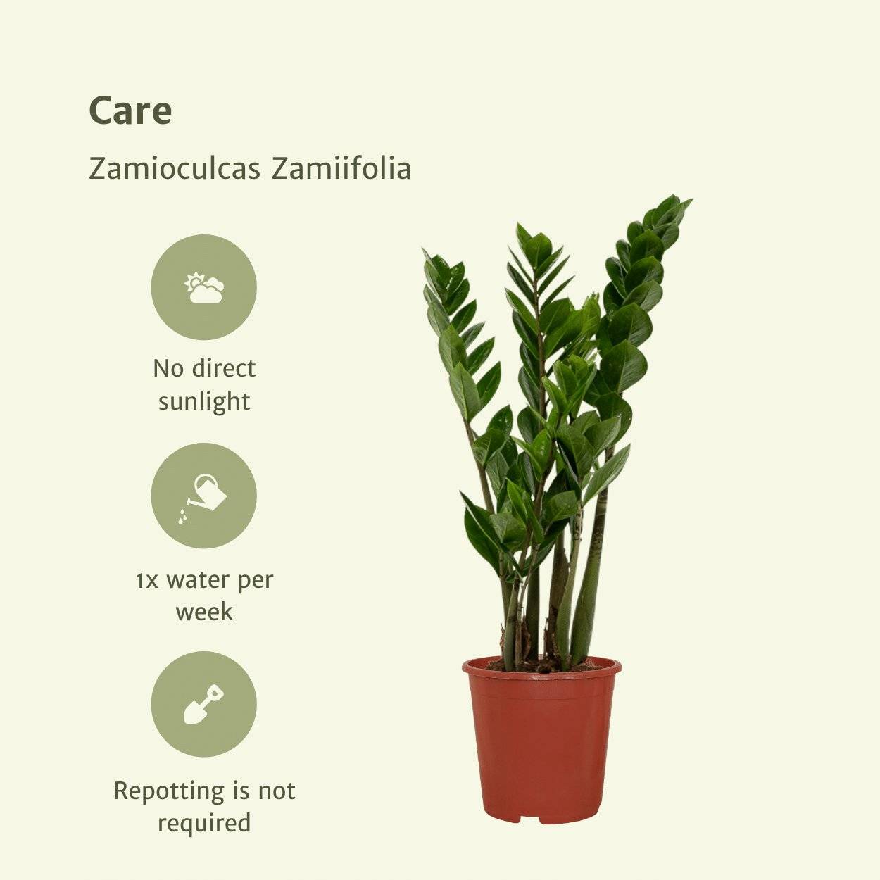Zamioculcas Zamiifolia - H50cm - Image 5