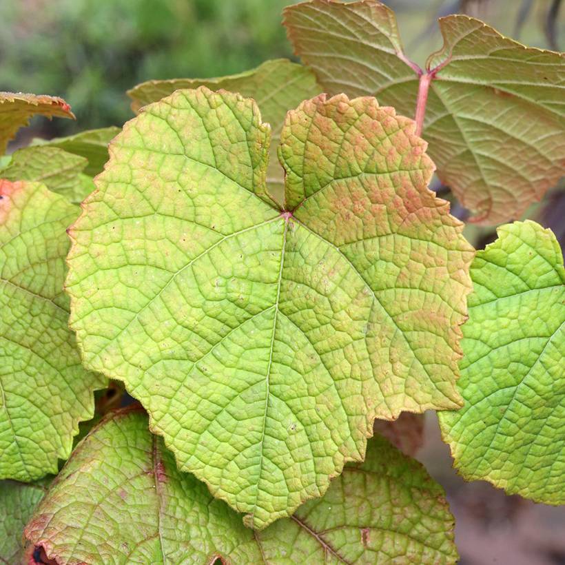 Vigne d'ornement - Vitis odoratissima (vulpina, riparia) Pot de 3L/4L