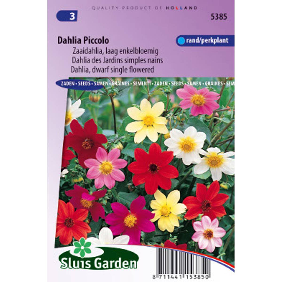 Promesse de Fleurs - Graines de Dahlia nain Piccolo simple en mélange le sachet de 50 graines environ (0,7g)