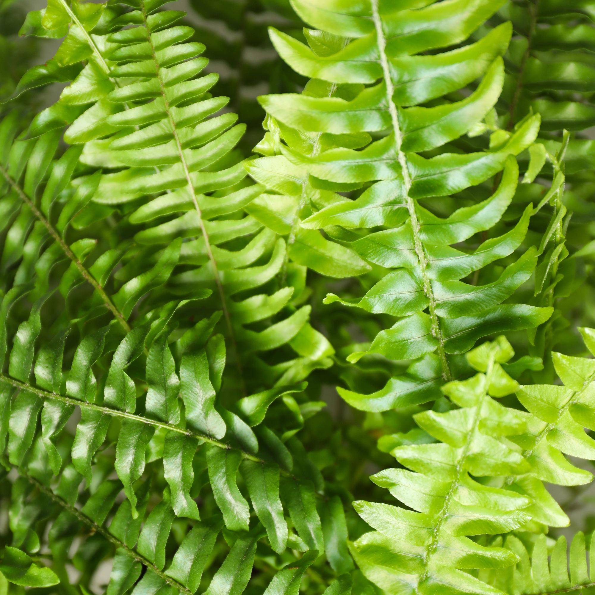 Nephrolepsis exaltata Green Lady - Pet-friendly - Pot de 12cm - Hauteur 25-30cm - 2 plantes - Sans cache-pot - Plantes d'intérieur - Image 5