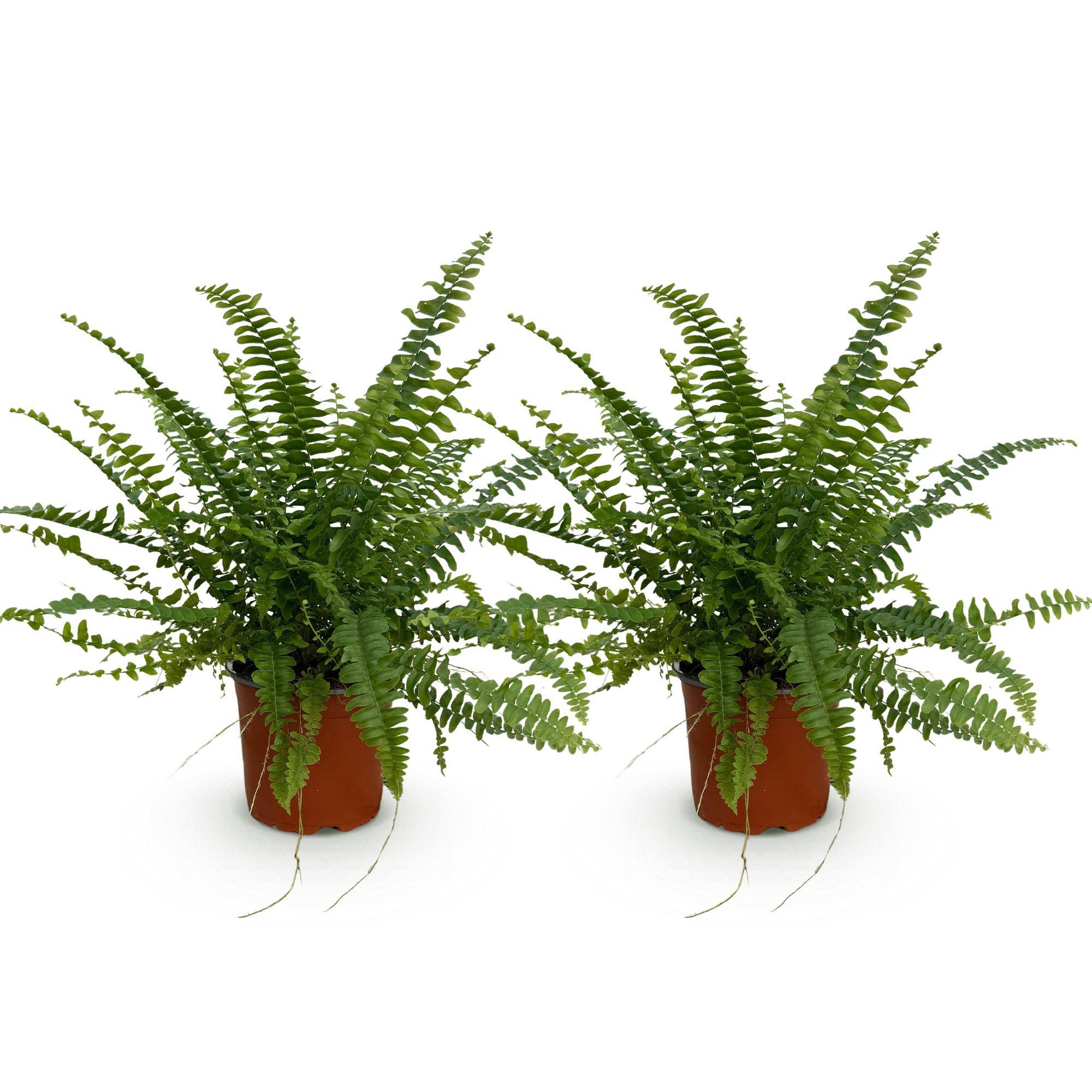 Nephrolepsis exaltata Green Lady - Pet-friendly - Pot de 12cm - Hauteur 25-30cm - 2 plantes - Sans cache-pot - Plantes d'intérieur - Image 2