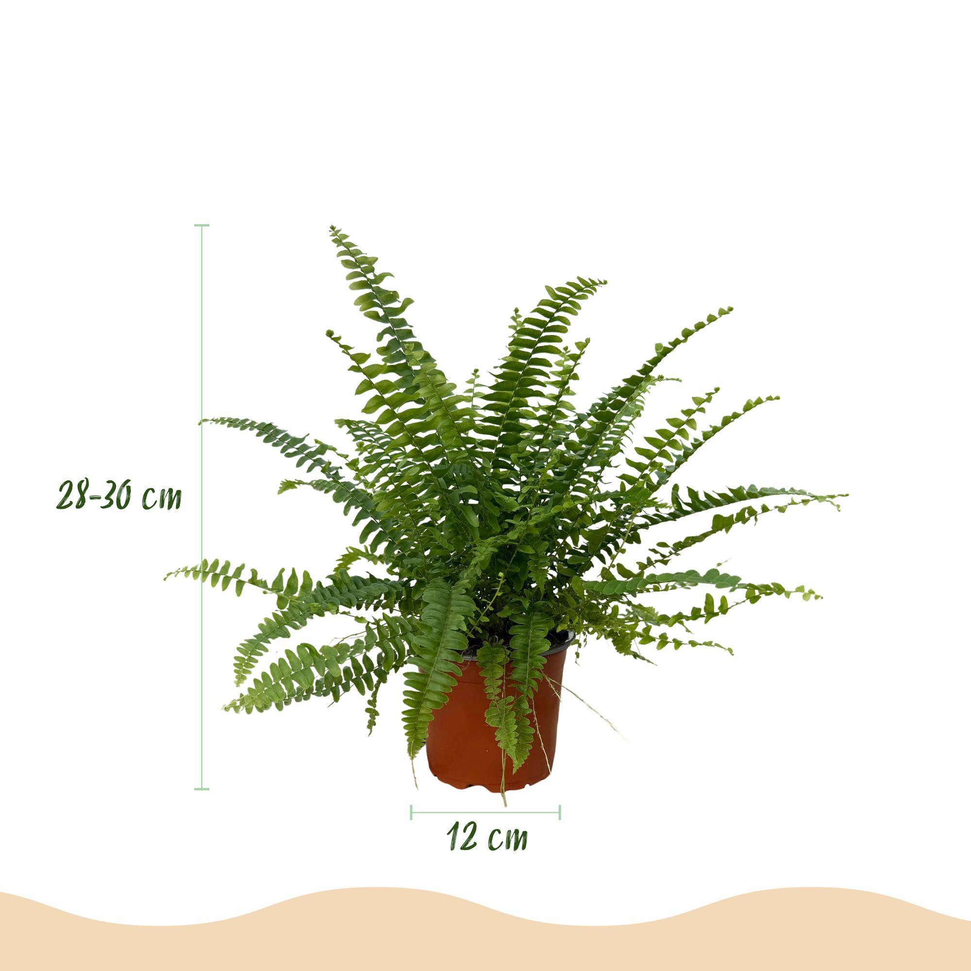 Nephrolepsis exaltata Green Lady - Pet-friendly - Pot de 12cm - Hauteur 25-30cm - 2 plantes - Sans cache-pot - Plantes d'intérieur - Image 3