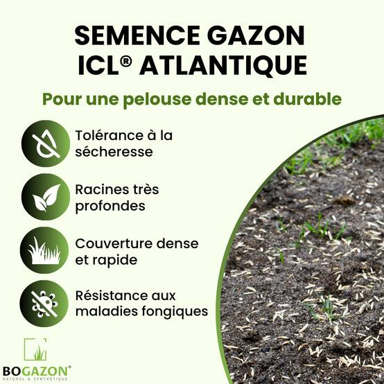 Gazon a semer ICL Atlantique 10 kg | Graines de Gazon Agrément Résistant Sécheresse & Rouille | Semence avec Système Racinaire Profond - Image 2