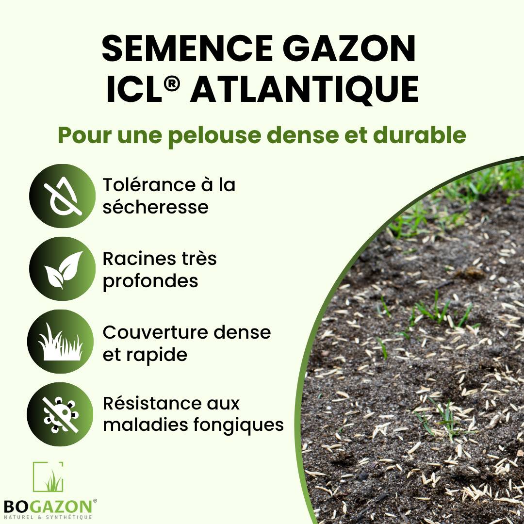 Gazon a semer ICL Atlantique 10 kg | Graines de Gazon Agrément Résistant Sécheresse & Rouille | Semence avec Système Racinaire Profond - Image 2