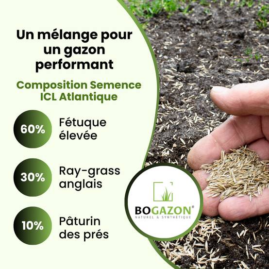Gazon a semer ICL Atlantique 10 kg | Graines de Gazon Agrément Résistant Sécheresse & Rouille | Semence avec Système Racinaire Profond - Image 5