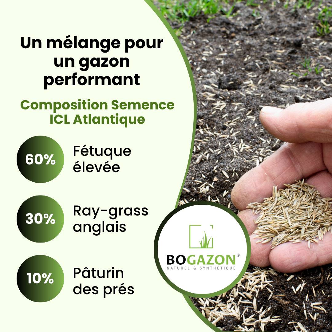 Gazon a semer ICL Atlantique 10 kg | Graines de Gazon Agrément Résistant Sécheresse & Rouille | Semence avec Système Racinaire Profond - Image 5