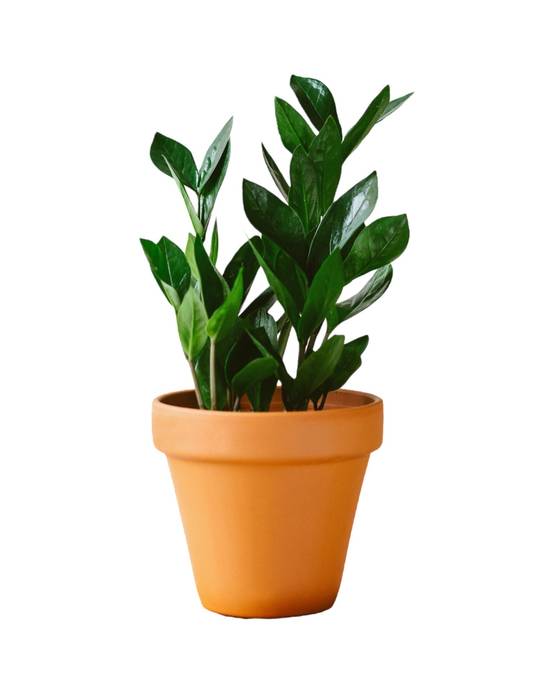 Zamioculcas zamiifolia 40cm - Plante d'intérieur- La Green Touch - Image 1