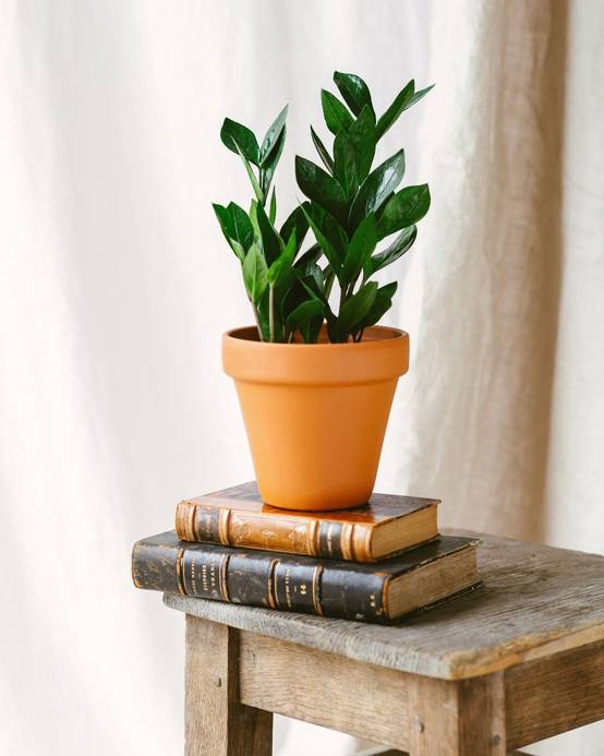 Zamioculcas zamiifolia 40cm - Plante d'intérieur- La Green Touch - Image 3
