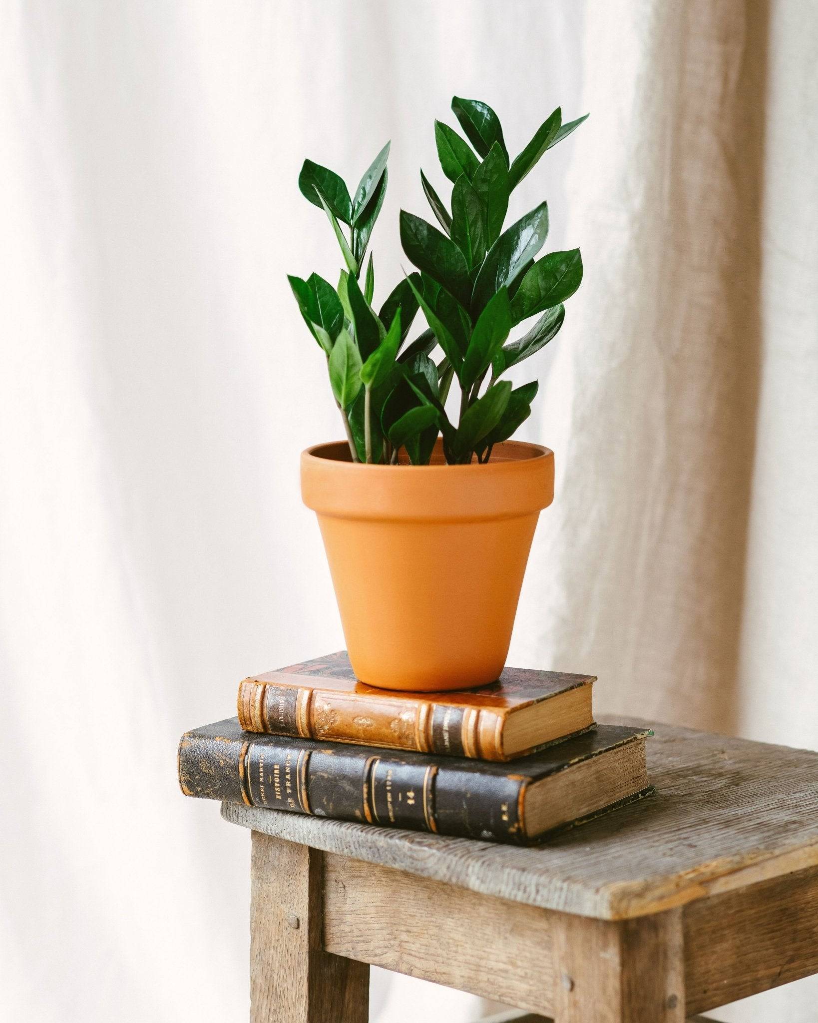 Zamioculcas zamiifolia 40cm - Plante d'intérieur- La Green Touch - Image 3