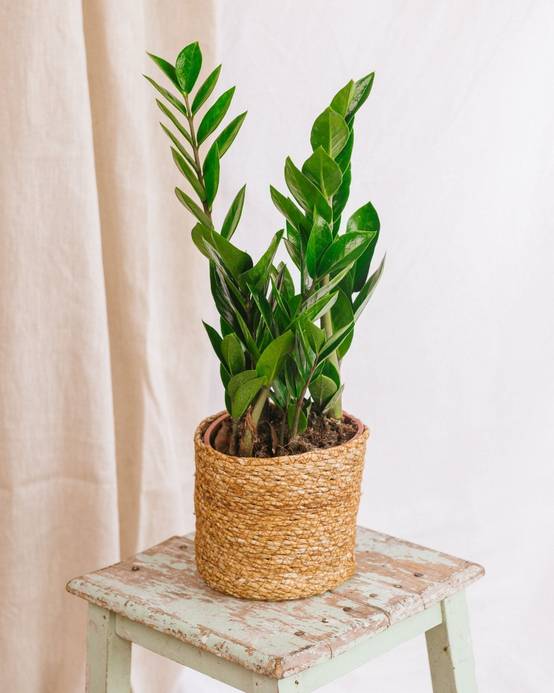 Zamioculcas zamiifolia 40cm - Plante d'intérieur- La Green Touch - Image 2