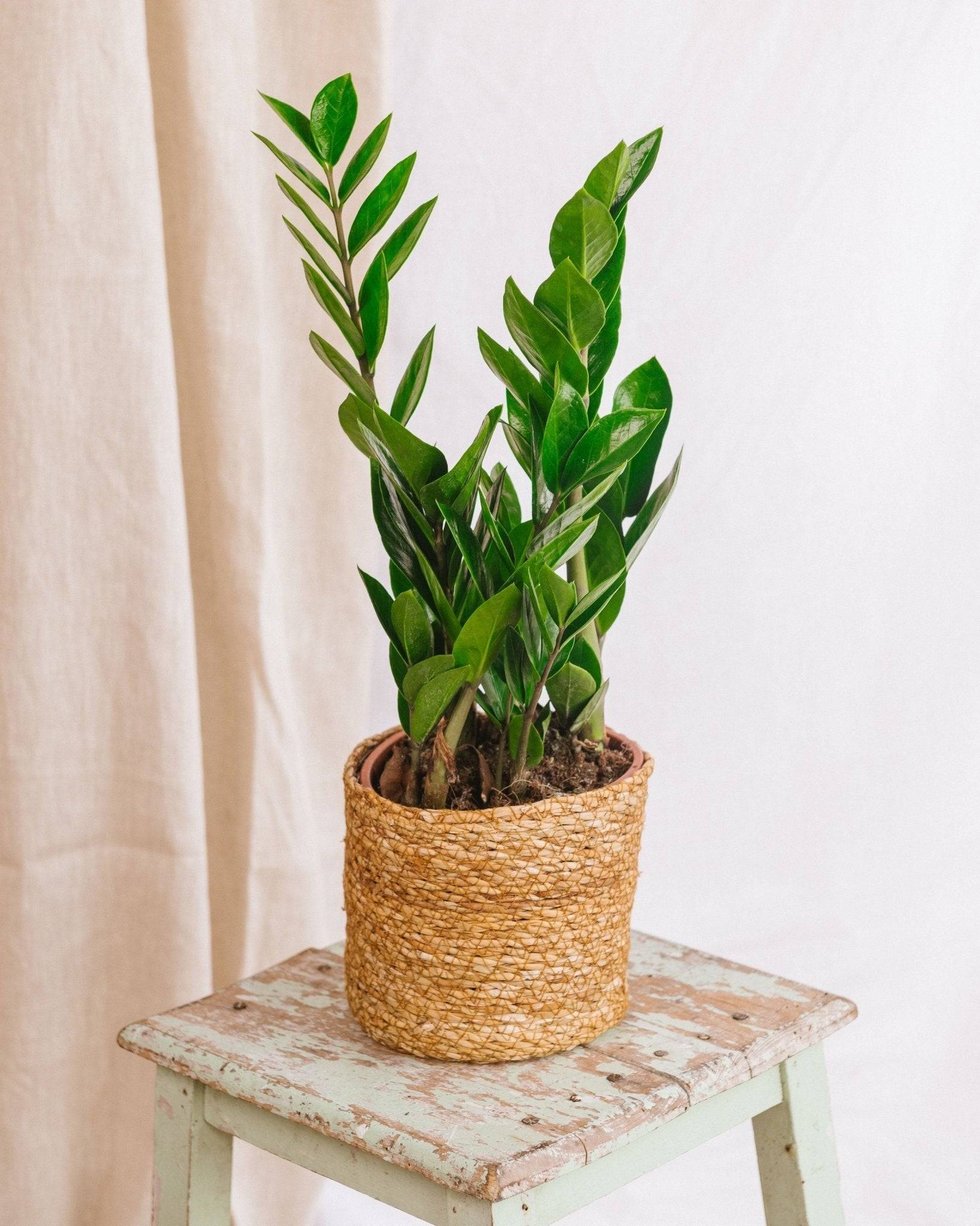Zamioculcas zamiifolia 40cm - Plante d'intérieur- La Green Touch - Image 2