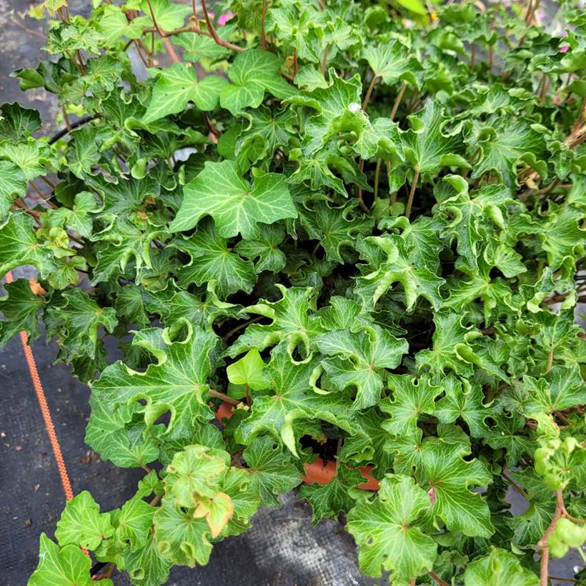 Lierre commun - Hedera helix Tango Godet de 8/9 cm