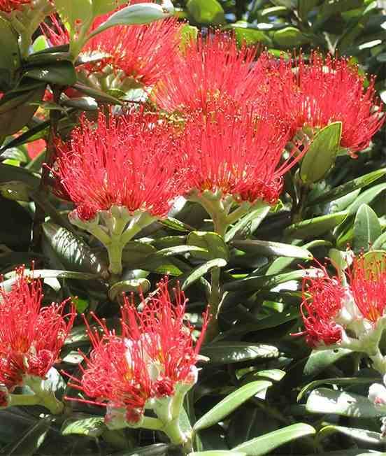 Sans Marque - Metrosideros thomasii (Arbre de Noël de Nouvelle-Zélande) Taille:Pot de 3 litres - 30/40cm - Couleur floraison:rouge