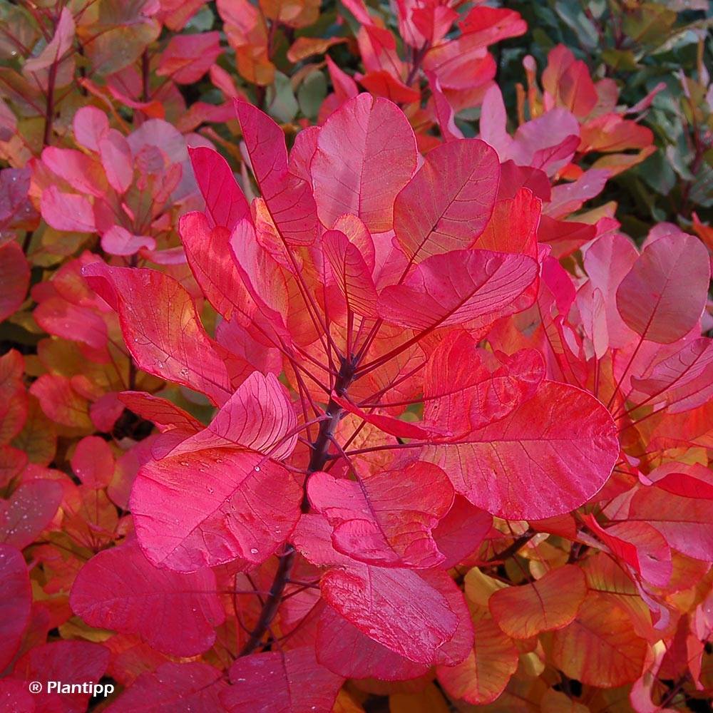 Promesse de Fleurs - Cotinus coggygria Old Fashioned - Arbre à Perruques Pot de 3L/4L - Image 1