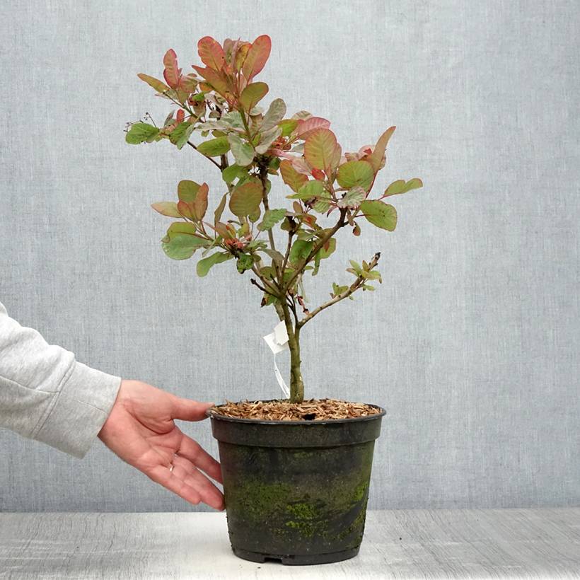 Promesse de Fleurs - Cotinus coggygria Old Fashioned - Arbre à Perruques Pot de 3L/4L - Image 2