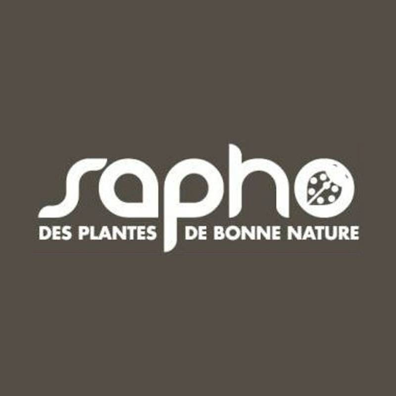 Hortensia grimpant SEMIOLA® 'inovalaur' à fleurs Blanche - feuillage Persistant - Pot de 1,5L - Tuteur bambou 30/60 cm- hauteur à maturité De 1,50 m - Image 3